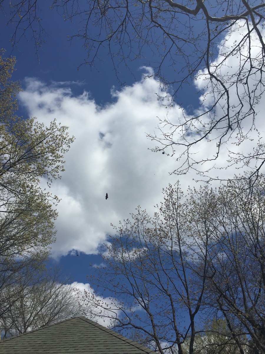 Black Vulture - ML633379930