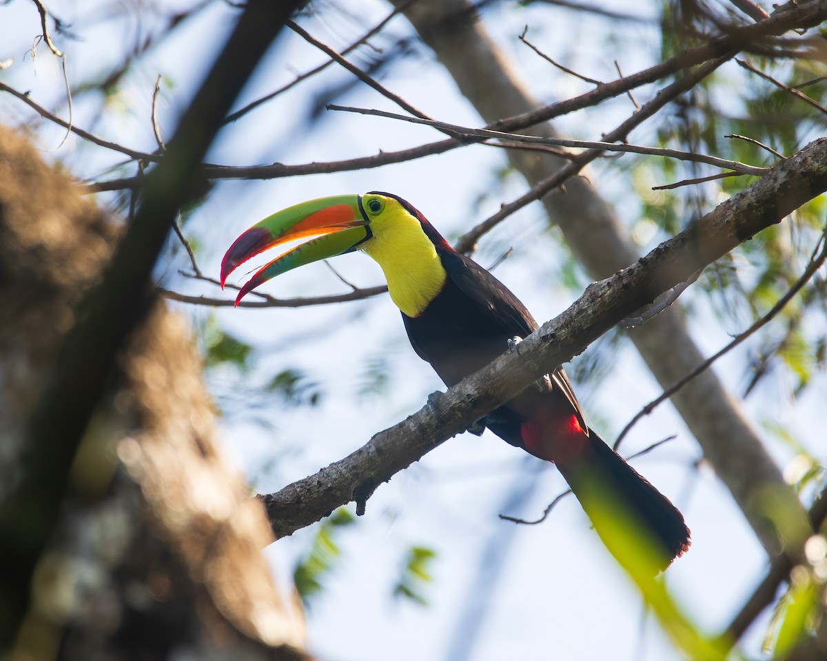 Keel-billed Toucan - ML633379990