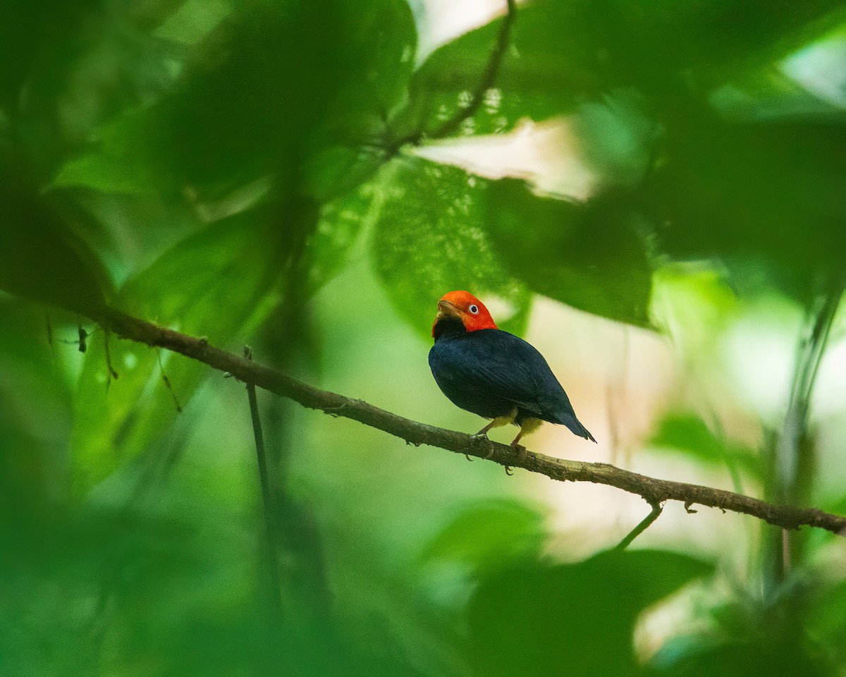 Red-capped Manakin - ML633379993