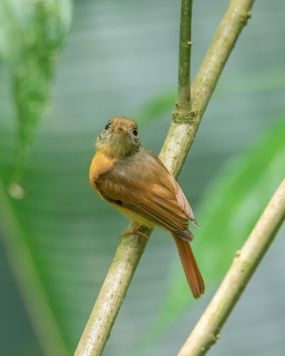 Ruddy-tailed Flycatcher - ML633379999