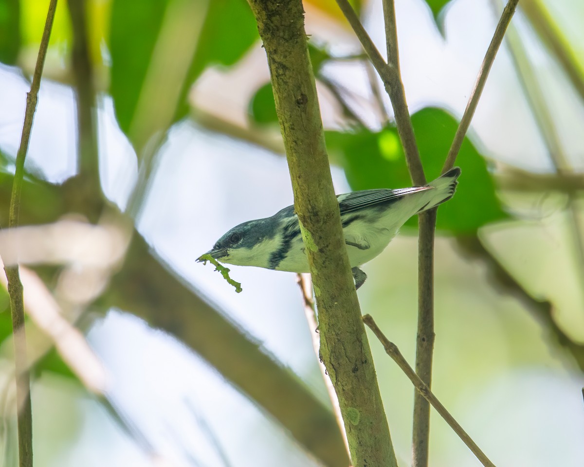 Cerulean Warbler - ML633380041