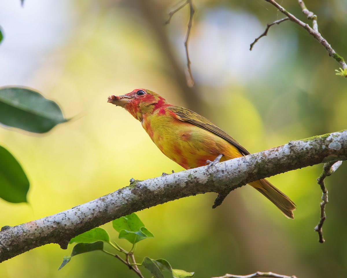 Summer Tanager - ML633380046