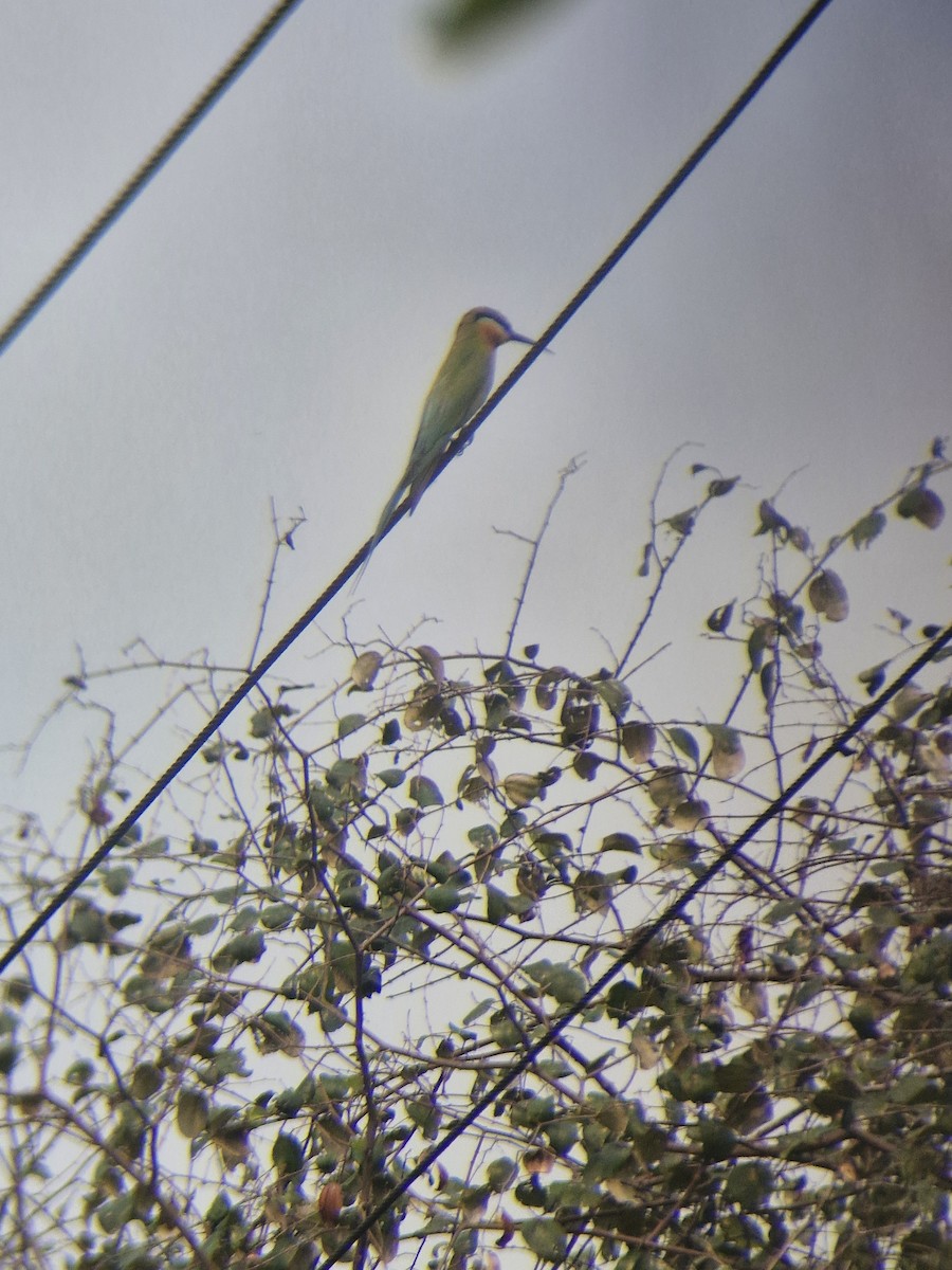 blåstjertbieter - ML633380111