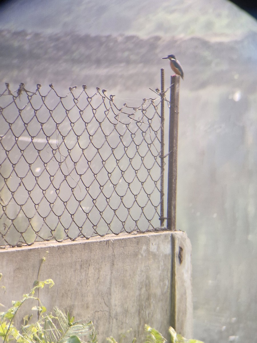 isfugl - ML633380119