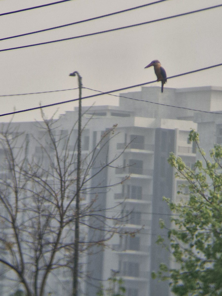 storkenebbisfugl - ML633380123