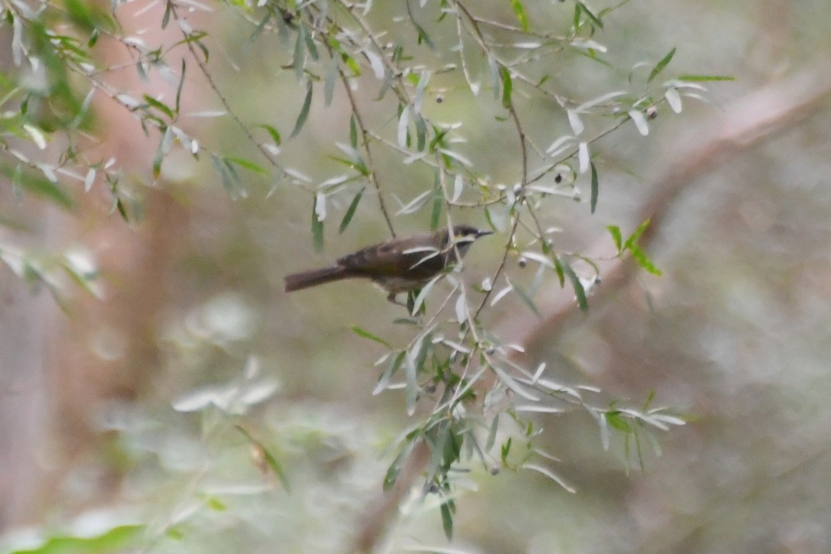 Yellow-faced Honeyeater - ML633380521
