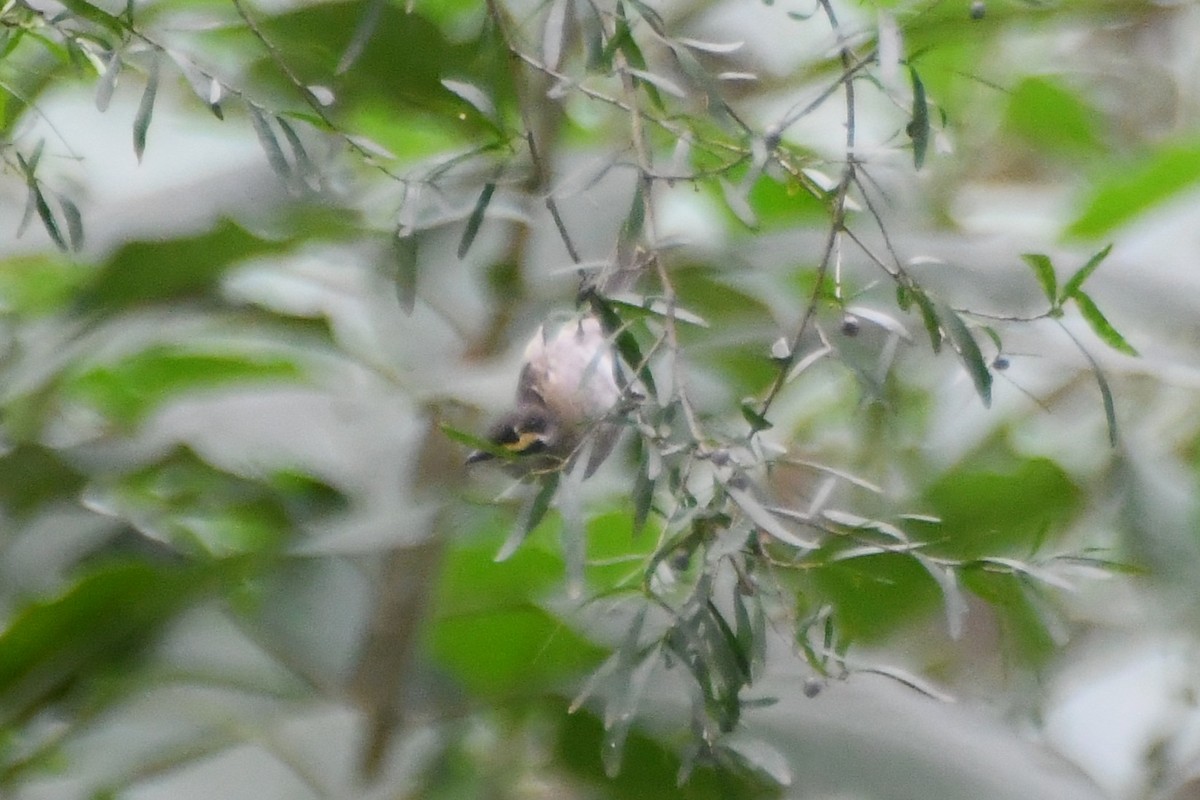 Yellow-faced Honeyeater - ML633380526