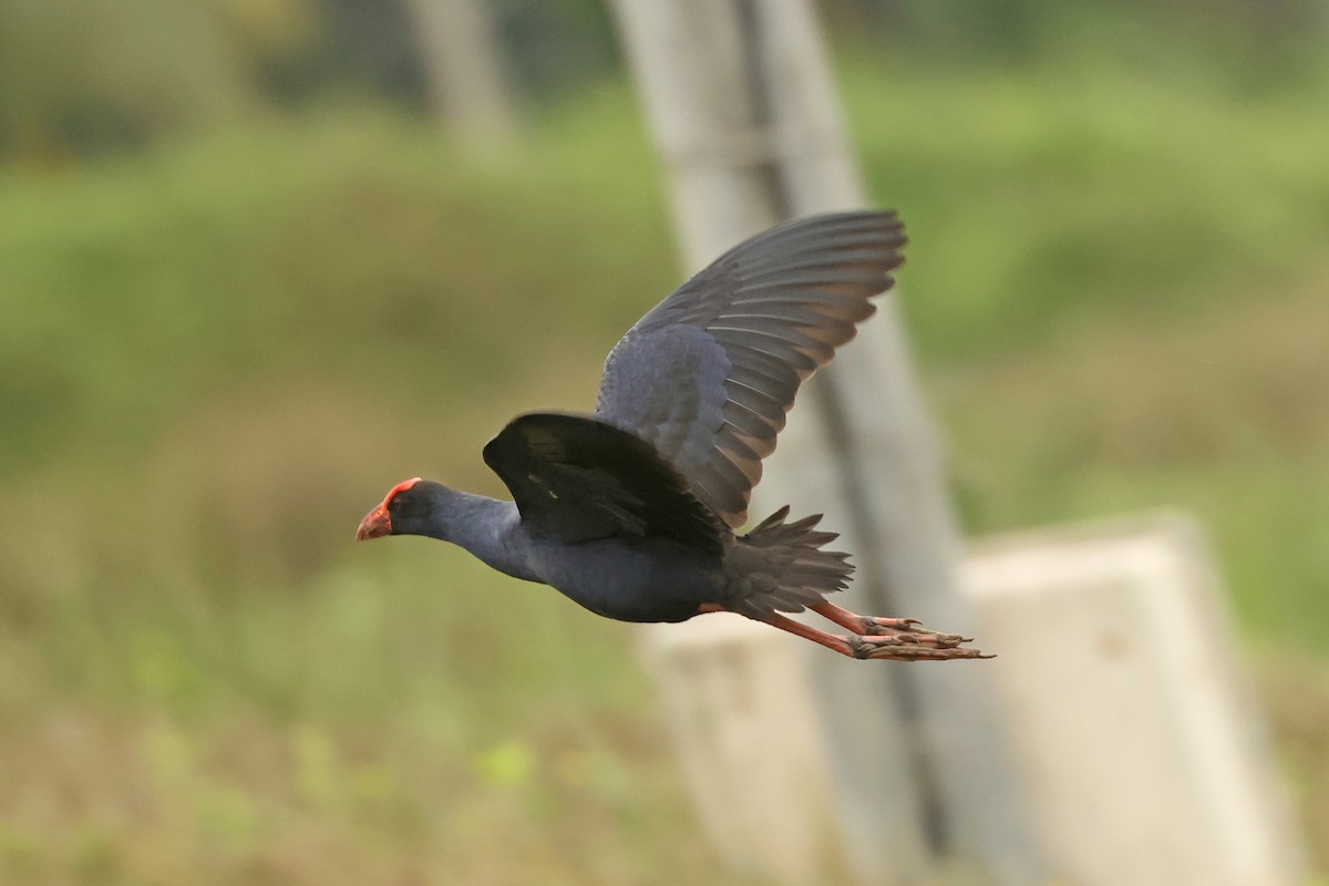 Black-backed Swamphen - ML633380648