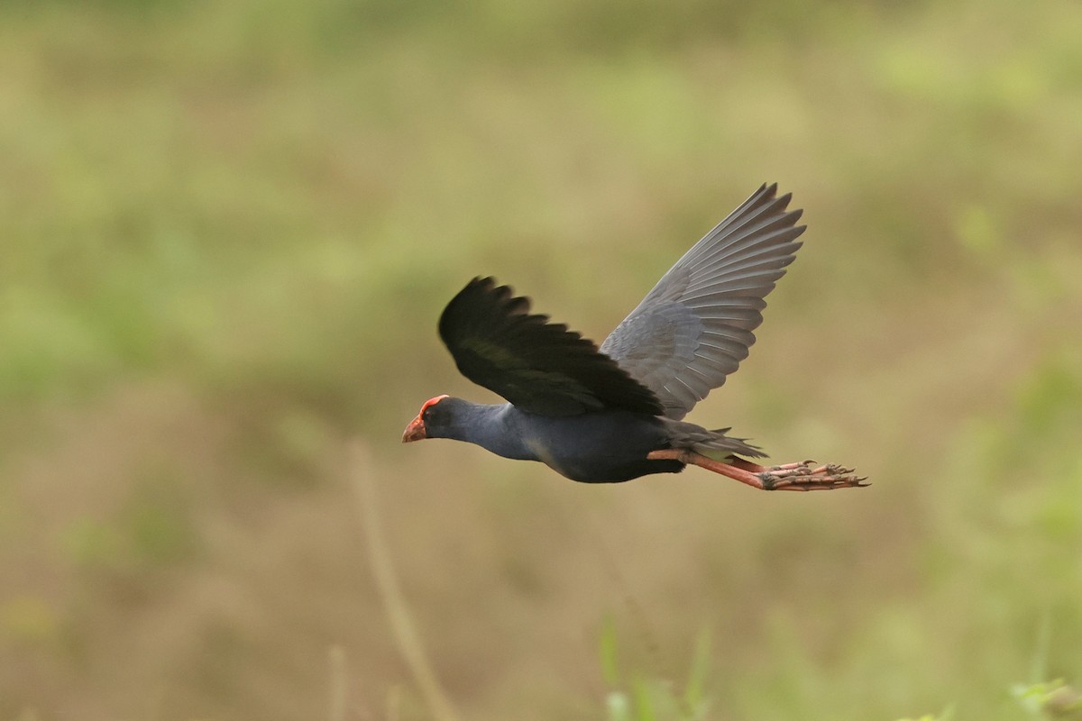 Black-backed Swamphen - ML633380649