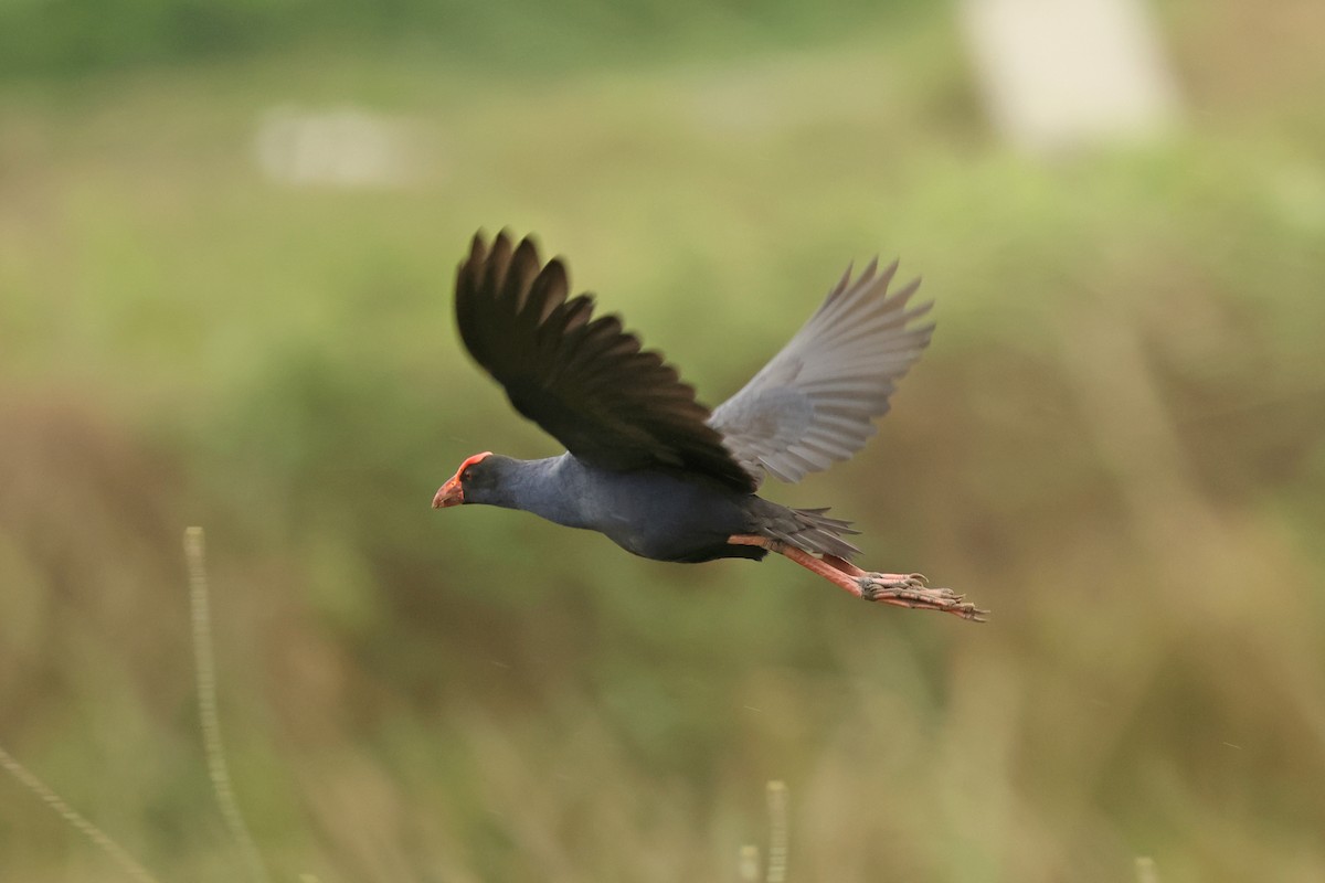 Black-backed Swamphen - ML633380651
