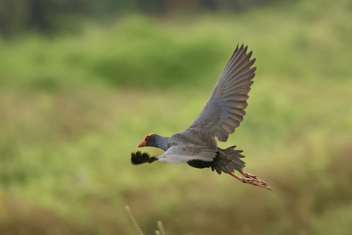 Black-backed Swamphen - ML633380652
