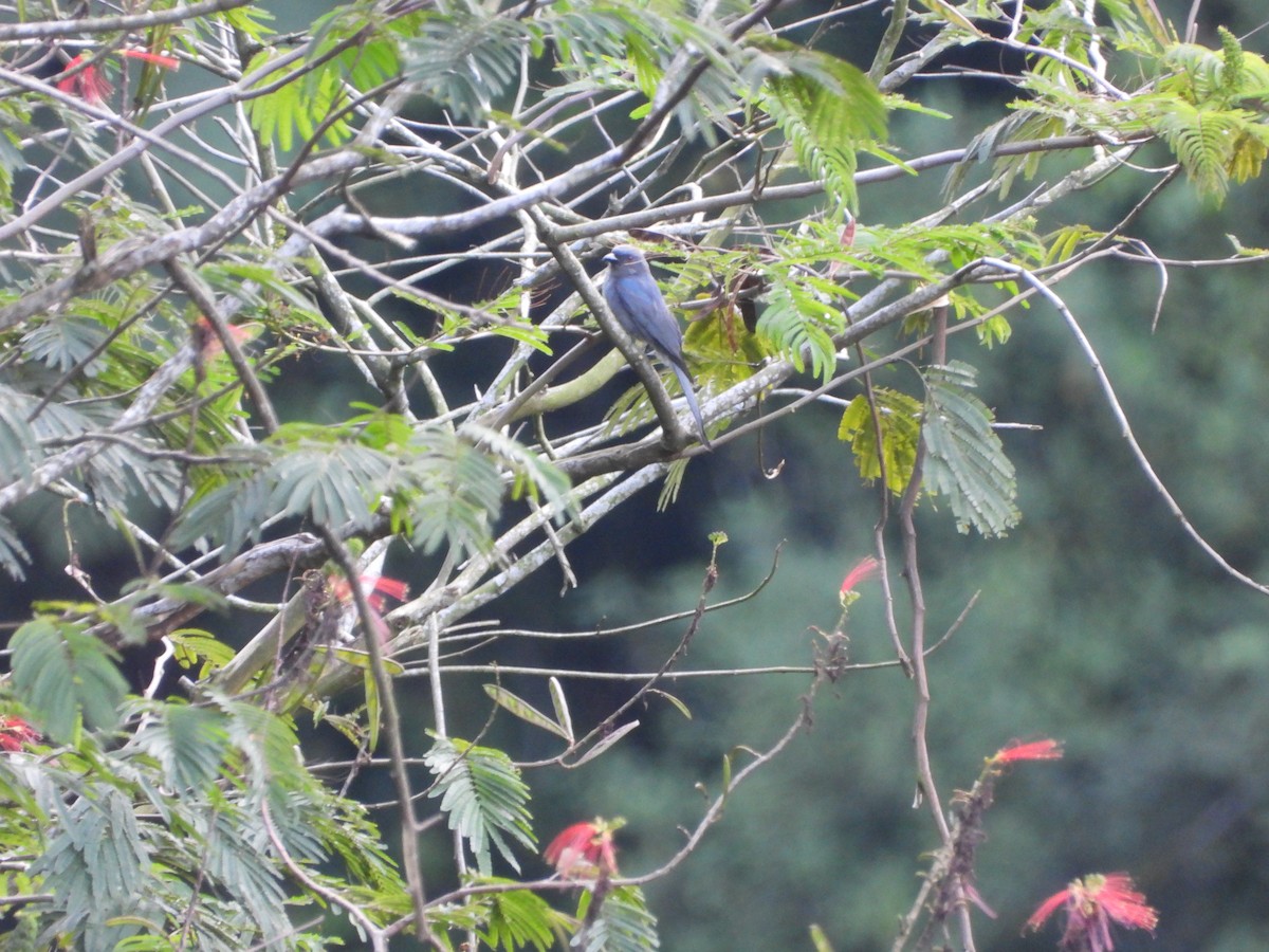 Ashy Drongo - ML633380653