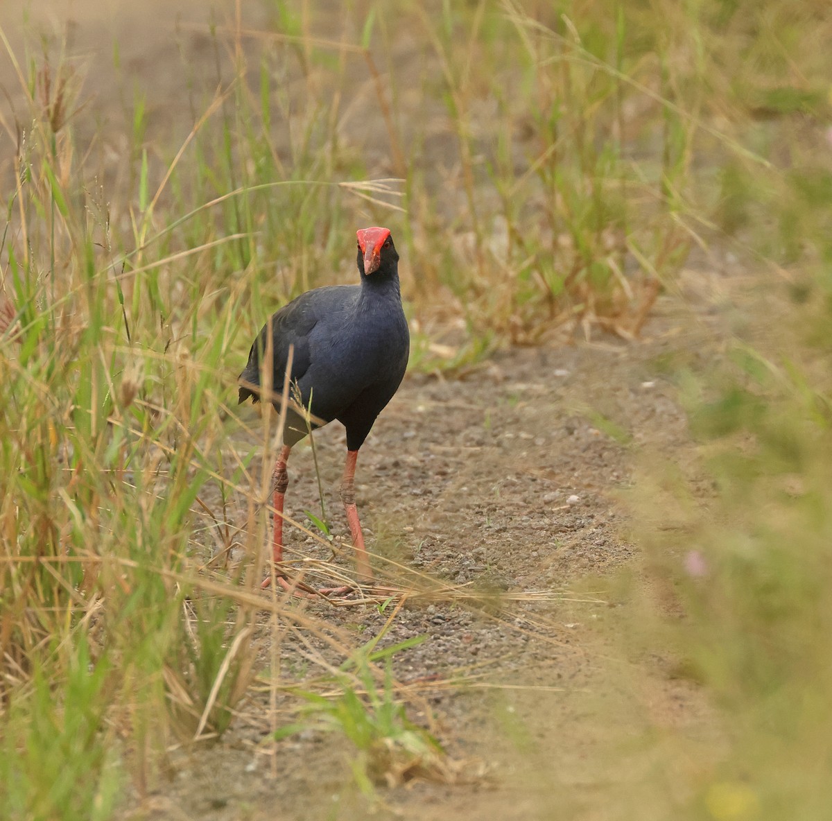 Black-backed Swamphen - ML633380654