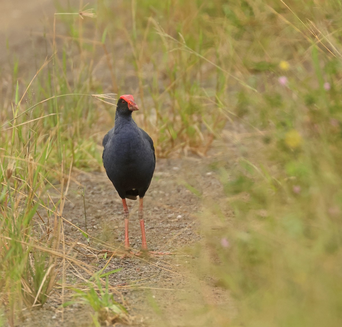 Black-backed Swamphen - ML633380655