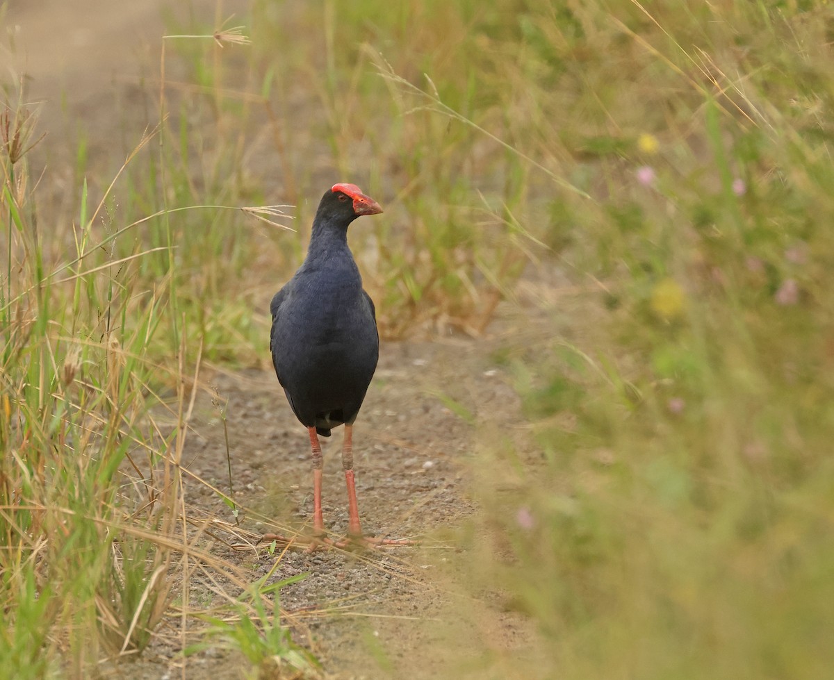 Black-backed Swamphen - ML633380656