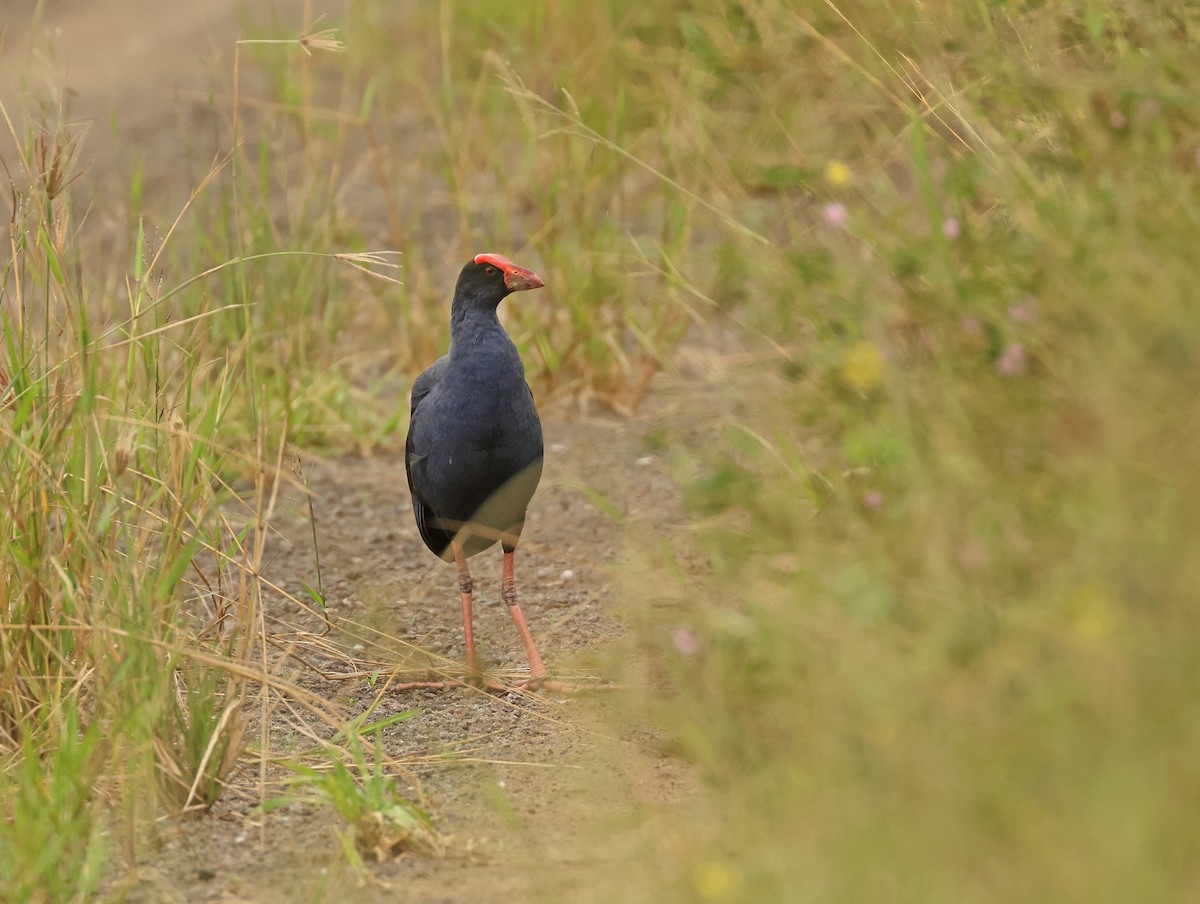 Black-backed Swamphen - ML633380657