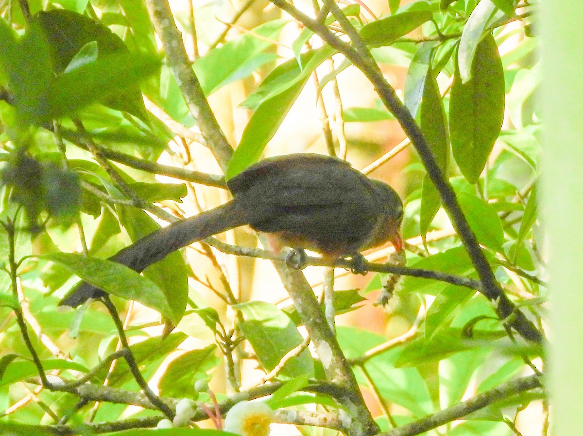 Red-billed Malkoha - ML633380767