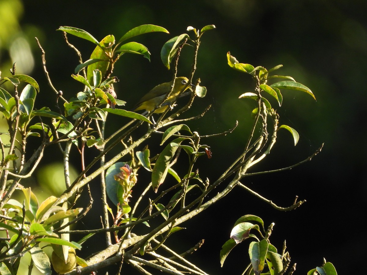 Sangkar White-eye - ML633380801