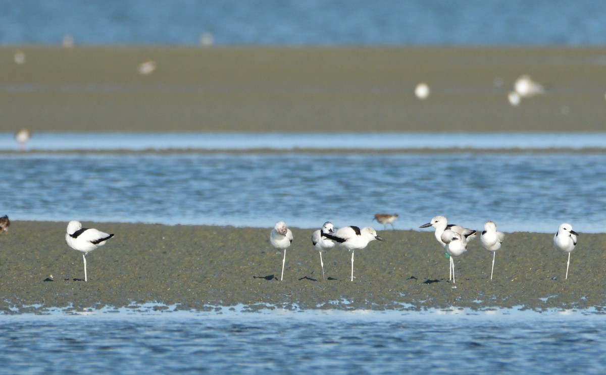 Crab-Plover - ML633380822