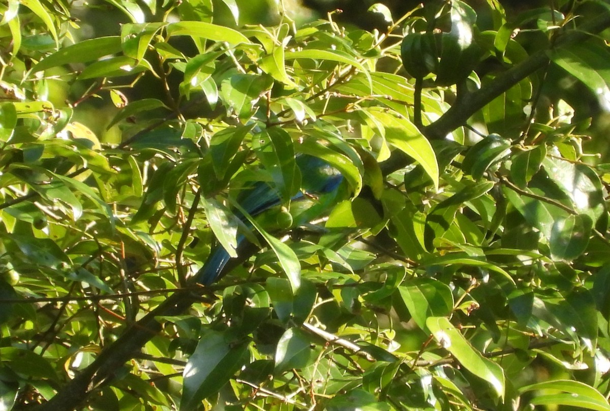 Blue-winged Leafbird - ML633380887