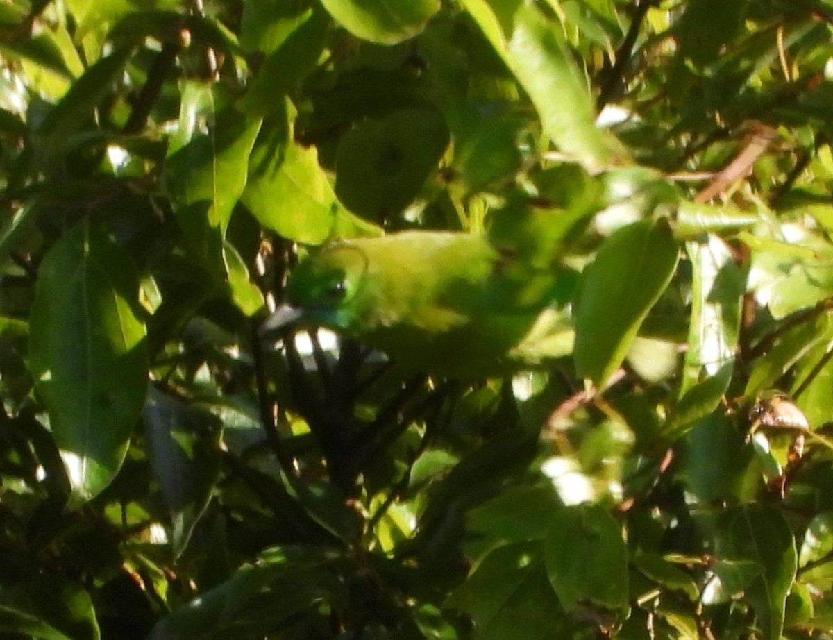 Blue-winged Leafbird - ML633380888