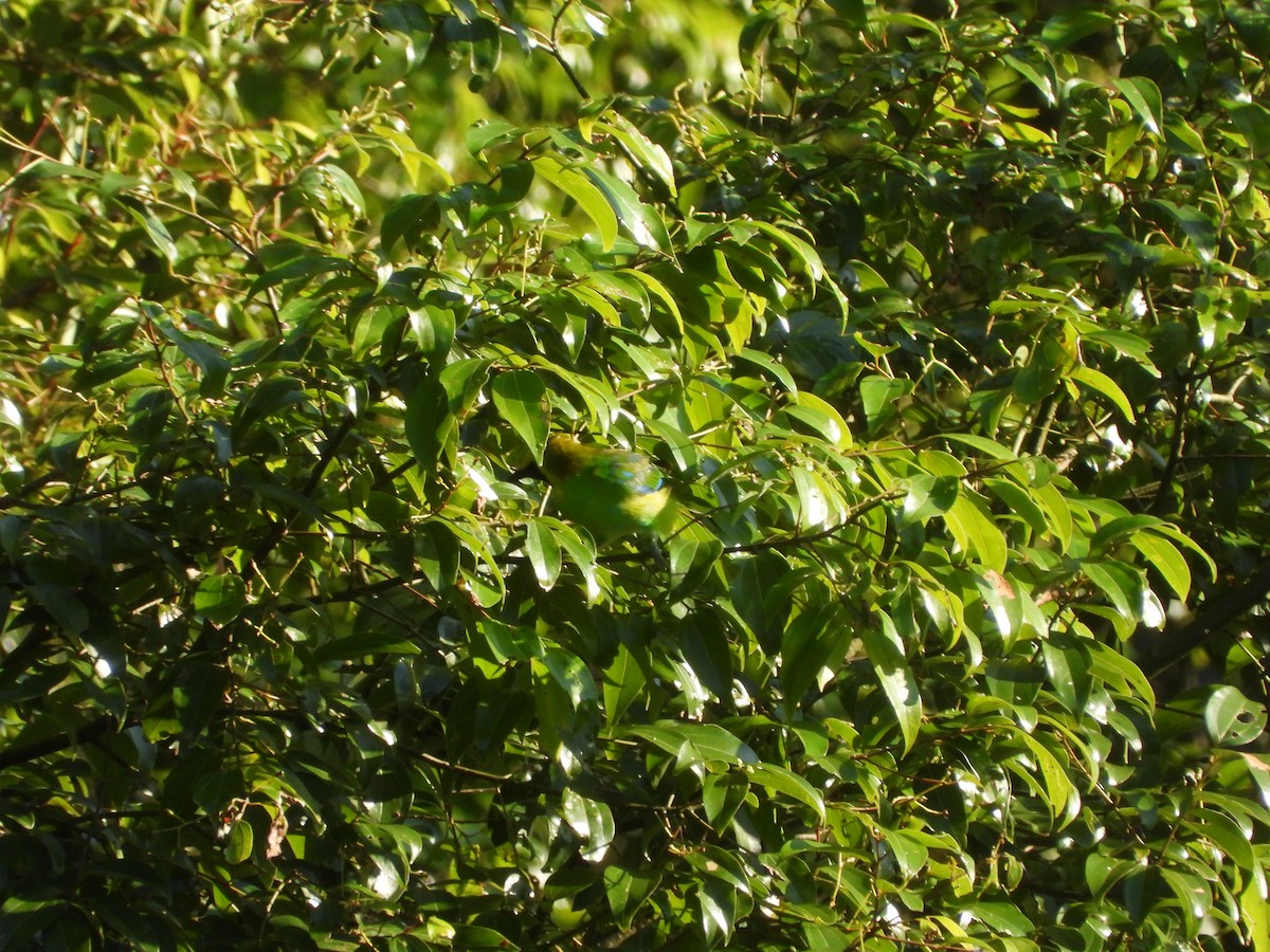 Blue-winged Leafbird - ML633380896