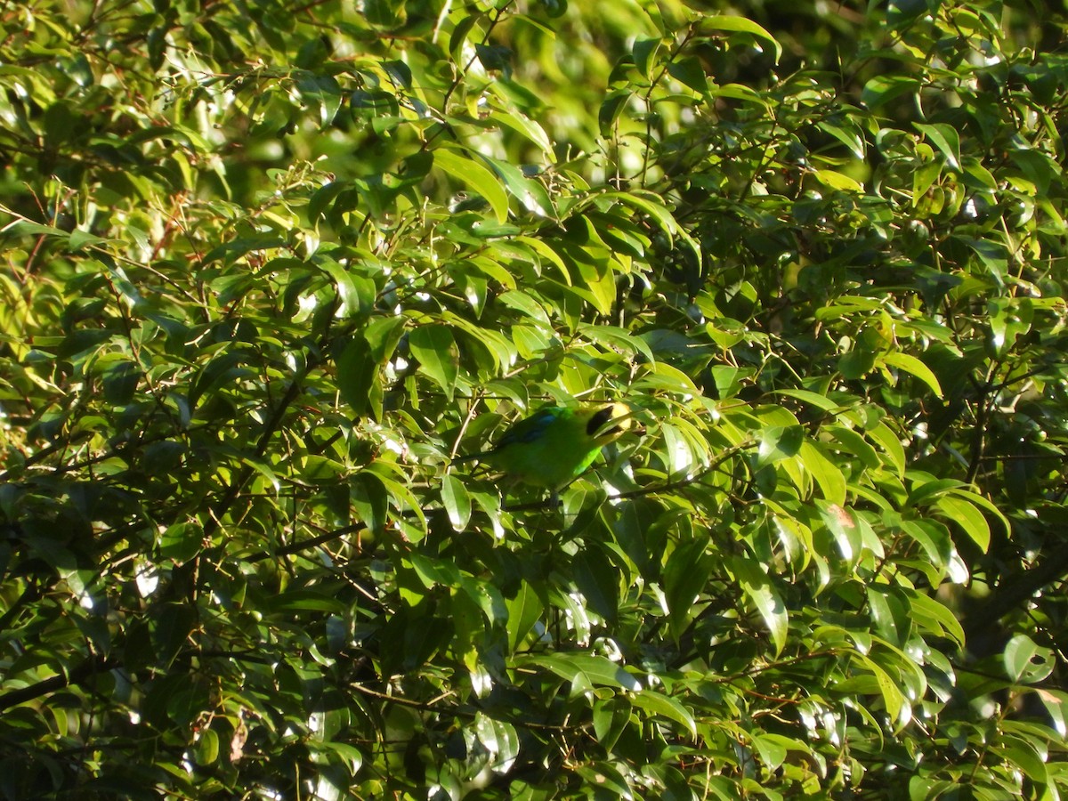 Blue-winged Leafbird - ML633380901