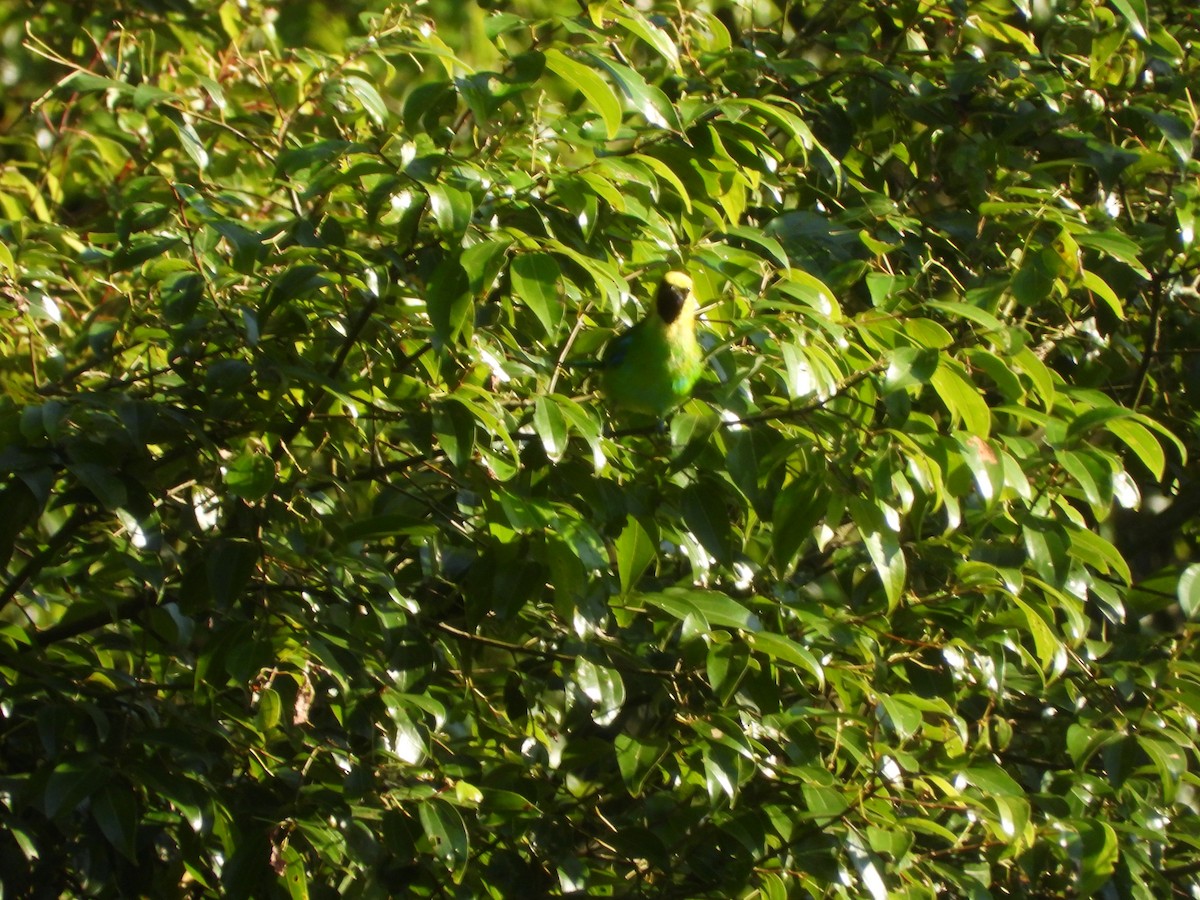 Blue-winged Leafbird - ML633380902