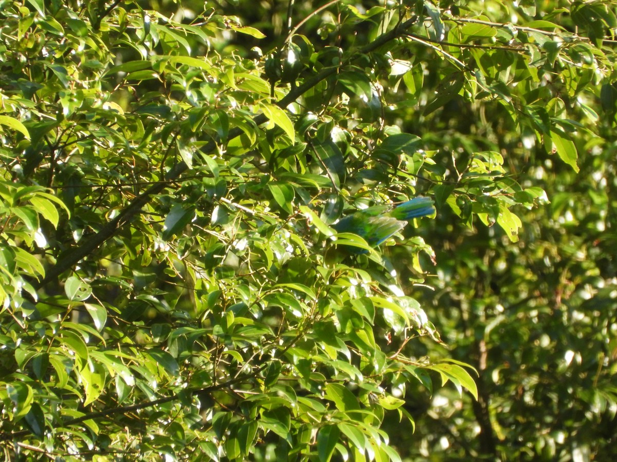 Blue-winged Leafbird - ML633380907