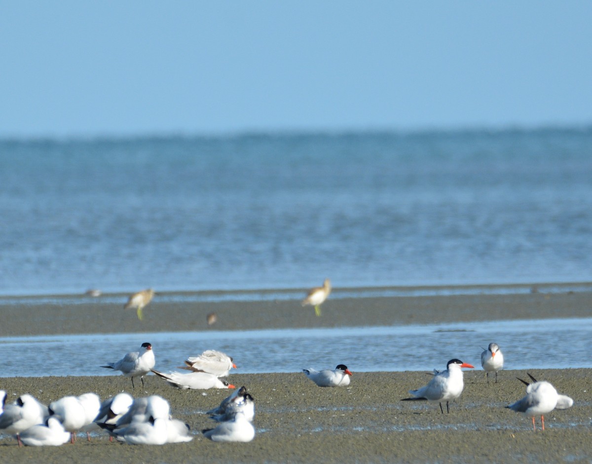 Caspian Tern - ML633380914