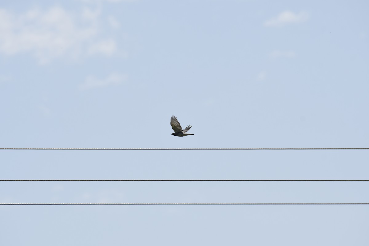 Black-faced Cuckooshrike - Travis Philo