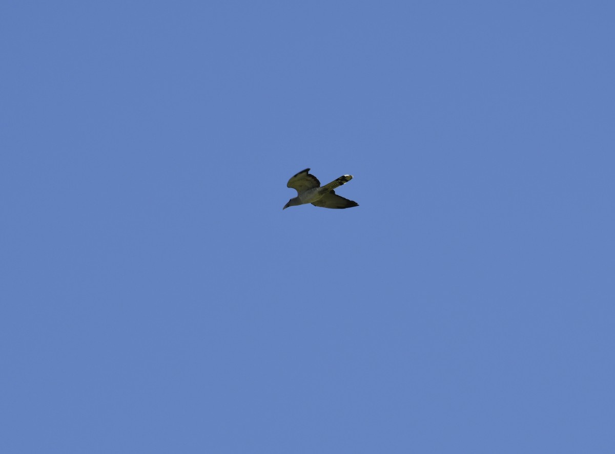 fikengjøk - ML633381077