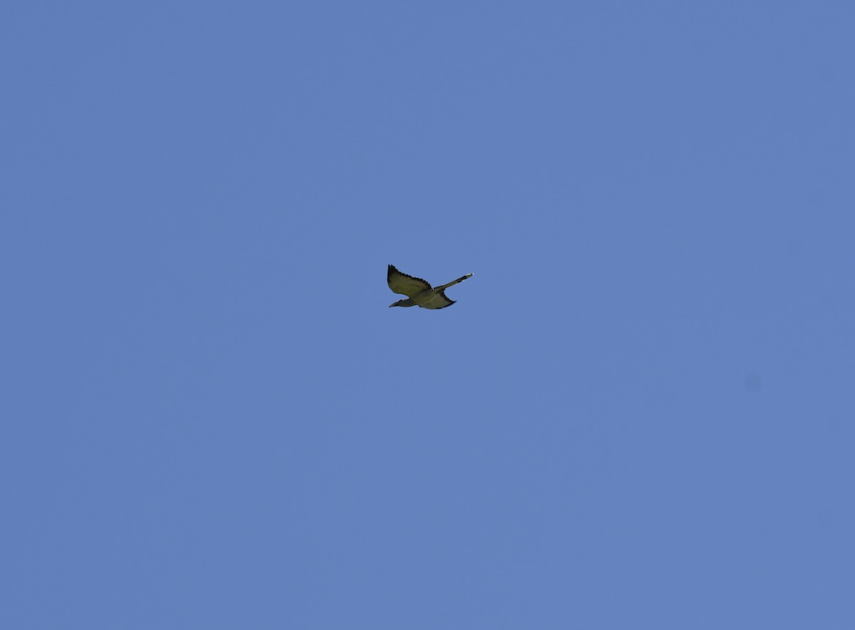 fikengjøk - ML633381078