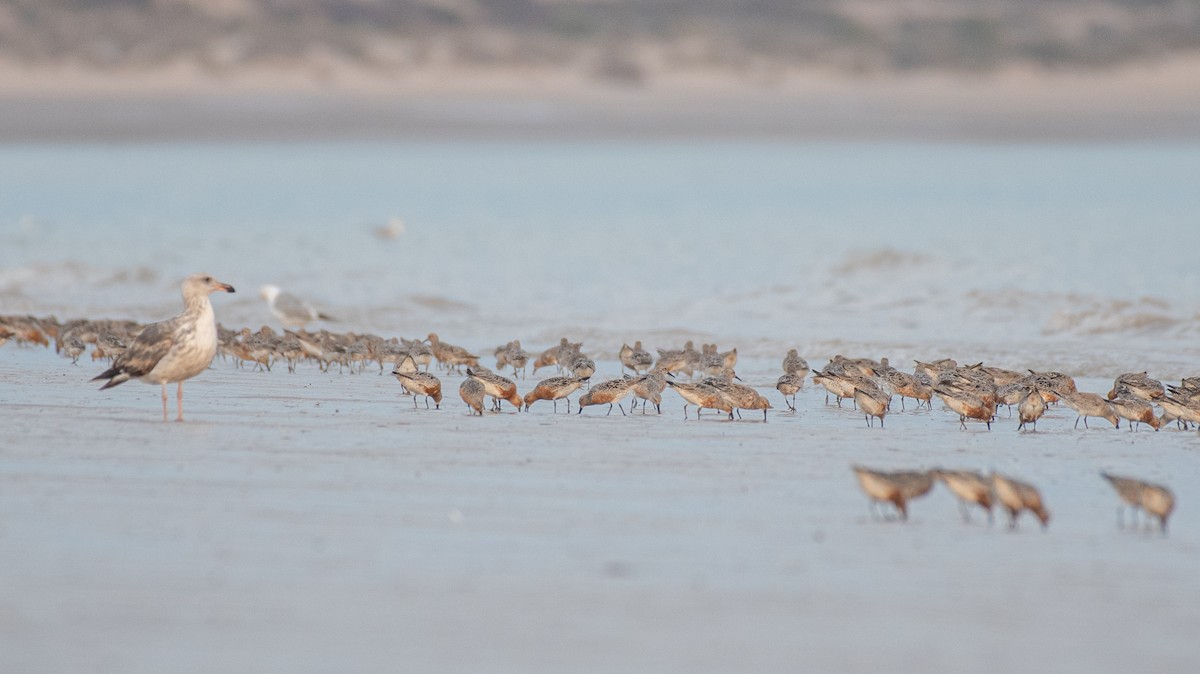 Red Knot - ML633381128