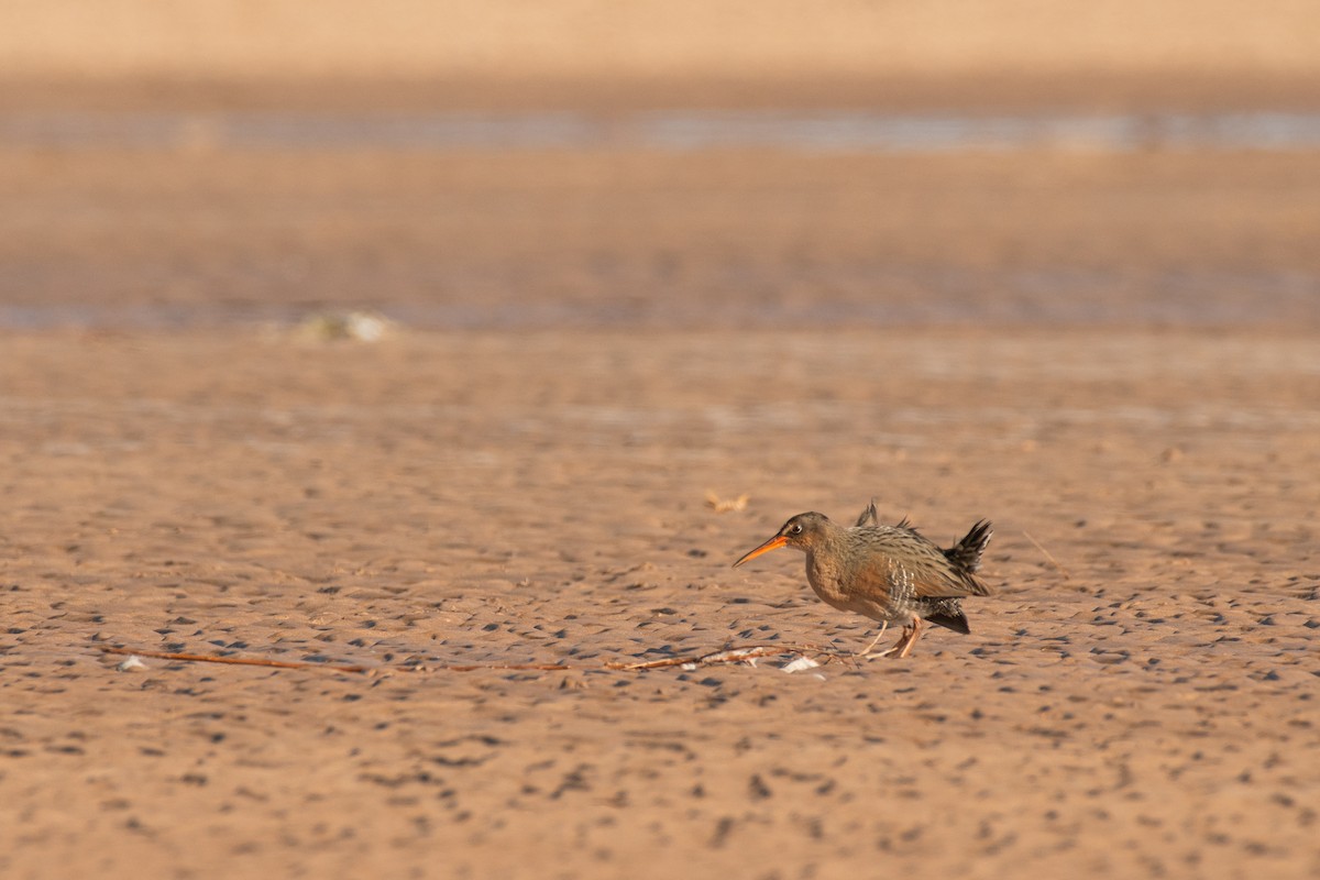 Ridgway's Rail (Yuma) - ML633381170