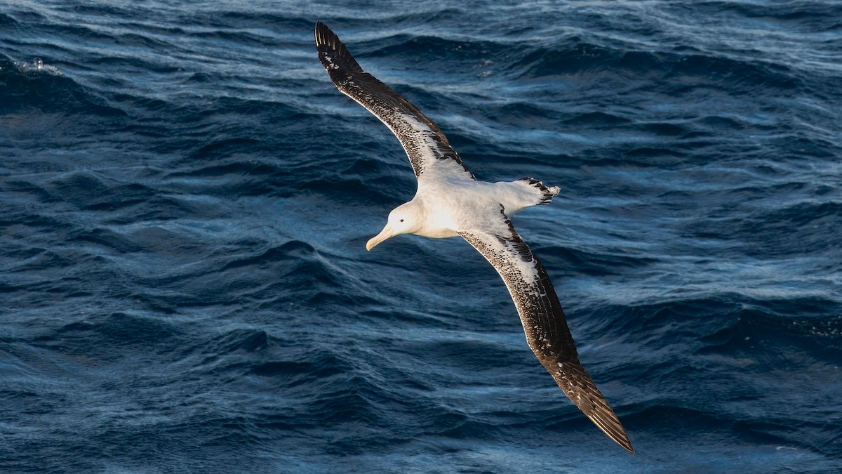 Tristan Albatross - ML633381216
