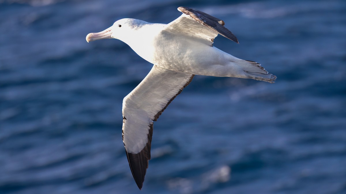 Tristan Albatross - ML633381217