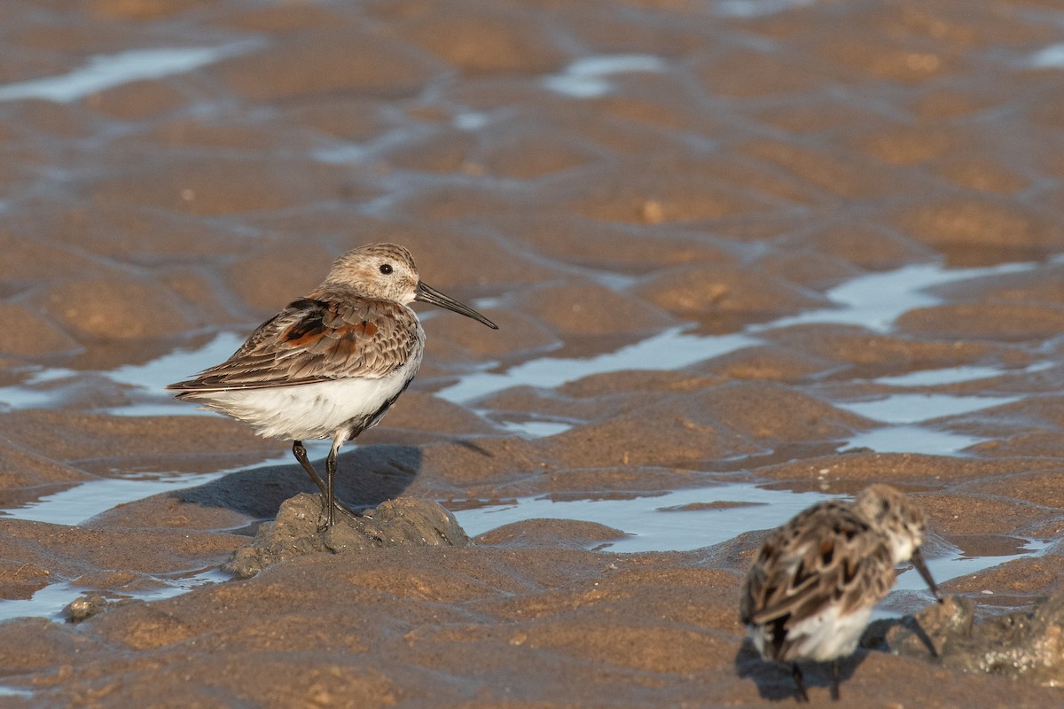 Dunlin - ML633381236