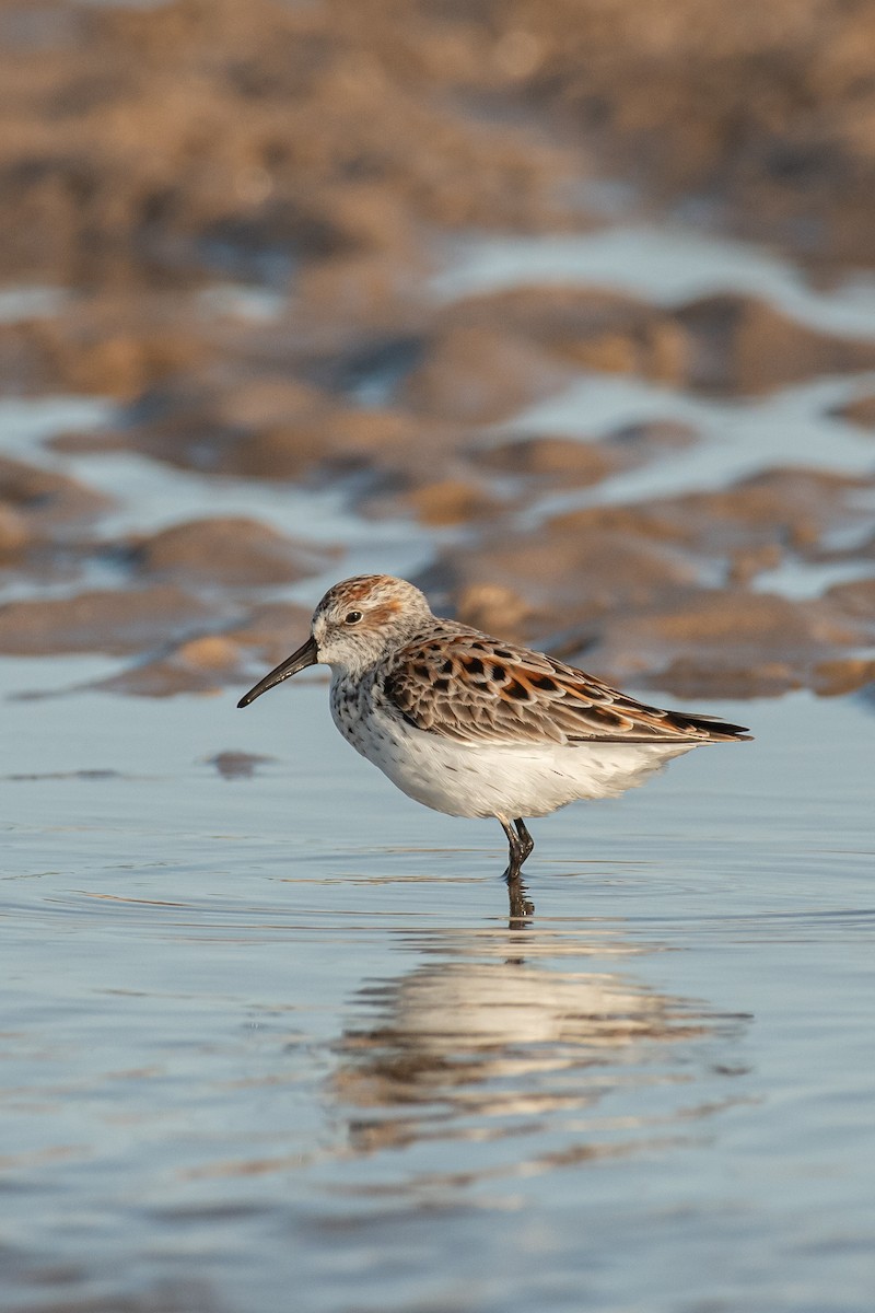 Western Sandpiper - ML633381242