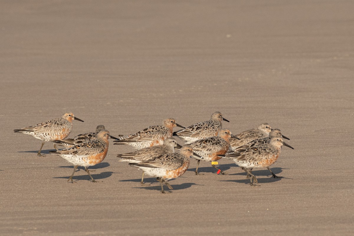Red Knot - ML633381244