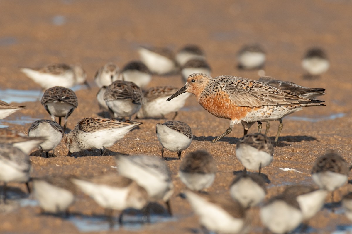 Red Knot - ML633381245