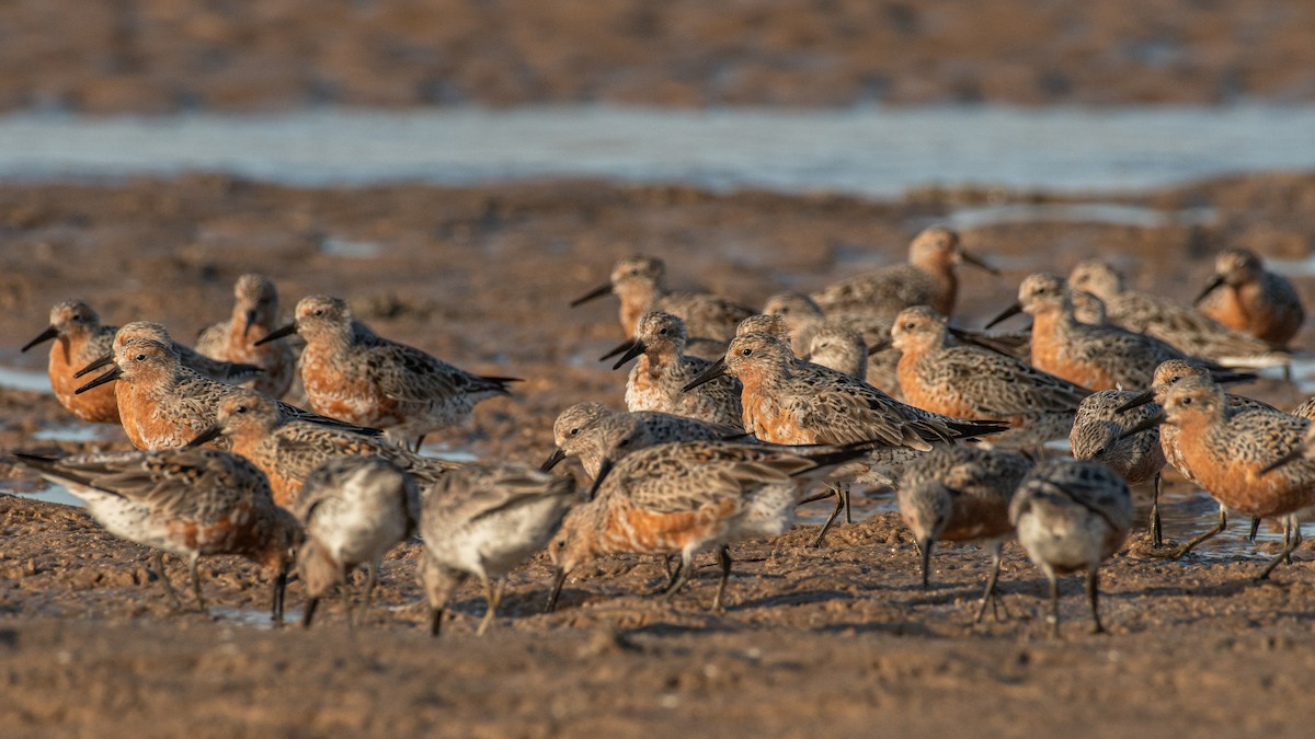 Red Knot - ML633381246