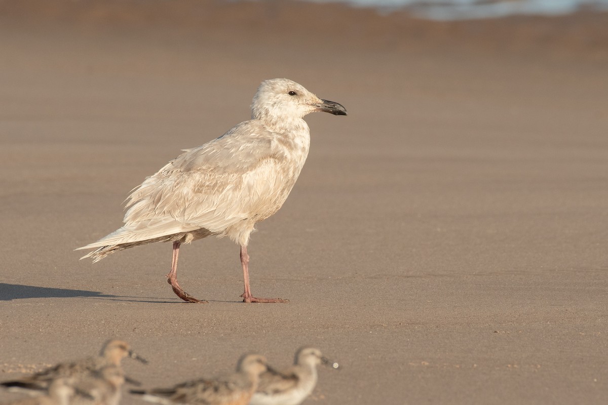 Glaucous-winged Gull - ML633381249