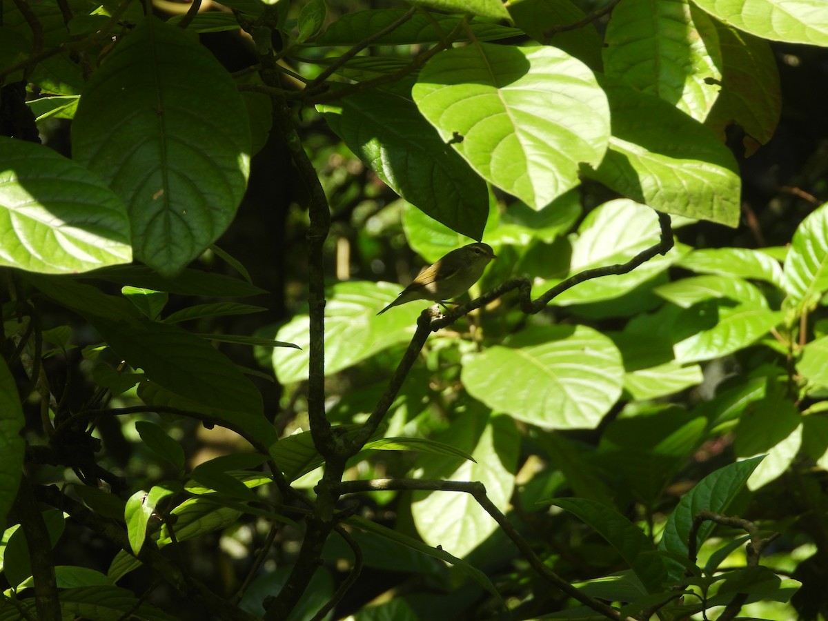 Arctic Warbler - ML633381335