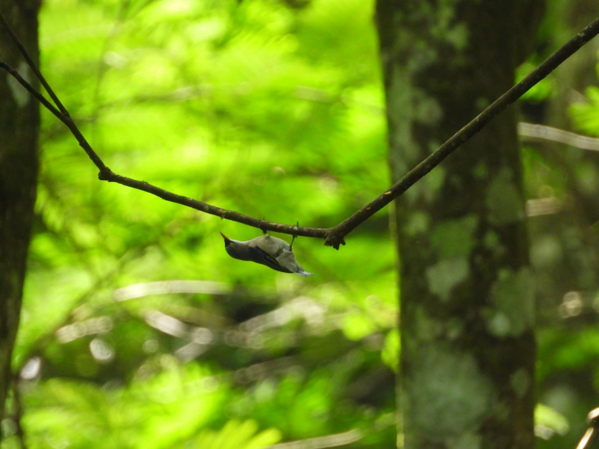 Velvet-fronted Nuthatch - ML633381342