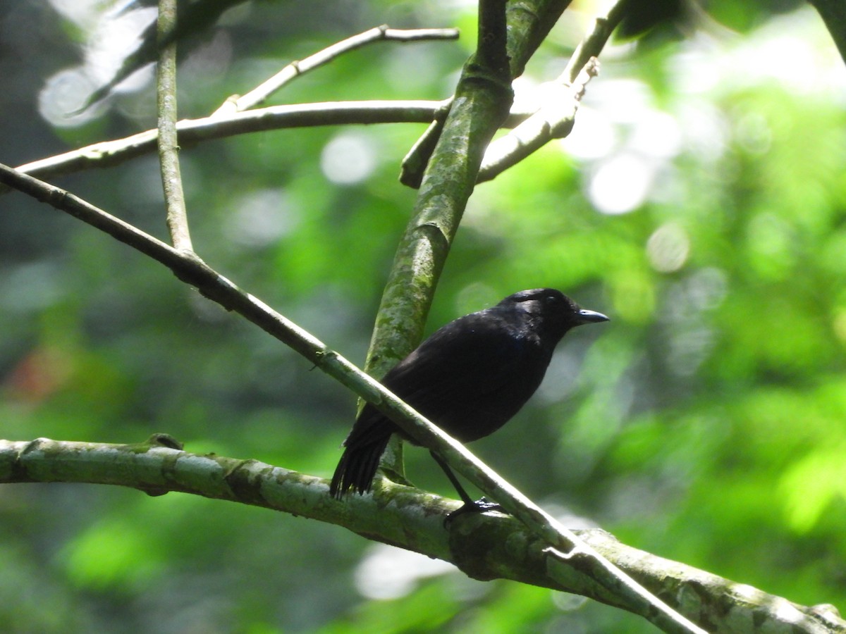 Javan Whistling-Thrush - ML633381349