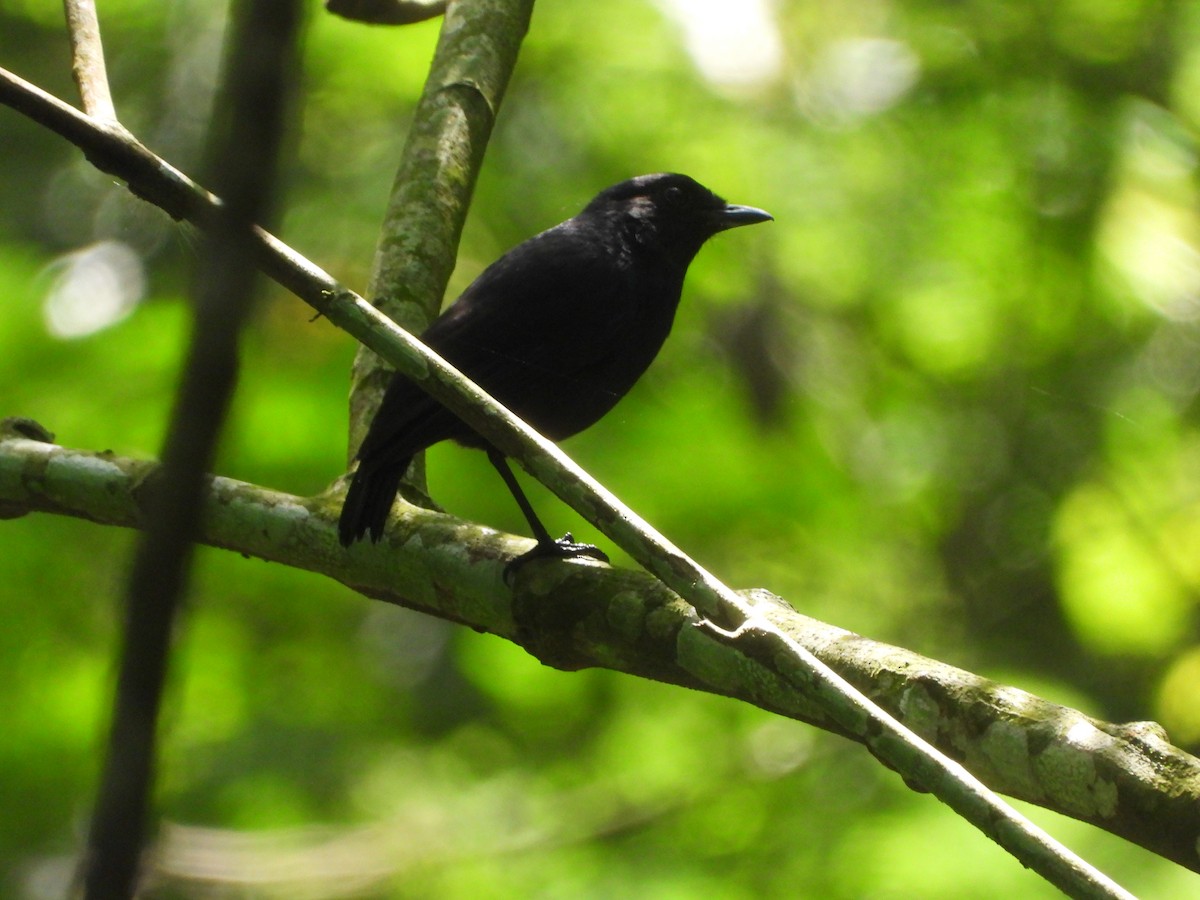 Javan Whistling-Thrush - ML633381350