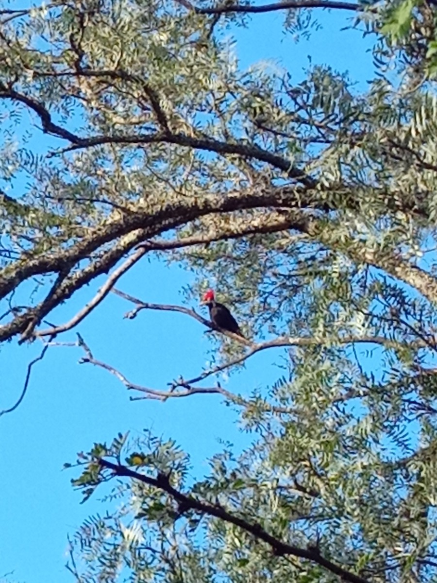 Black-bodied Woodpecker - ML633381373