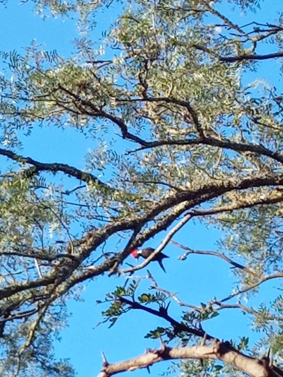 Black-bodied Woodpecker - ML633381374