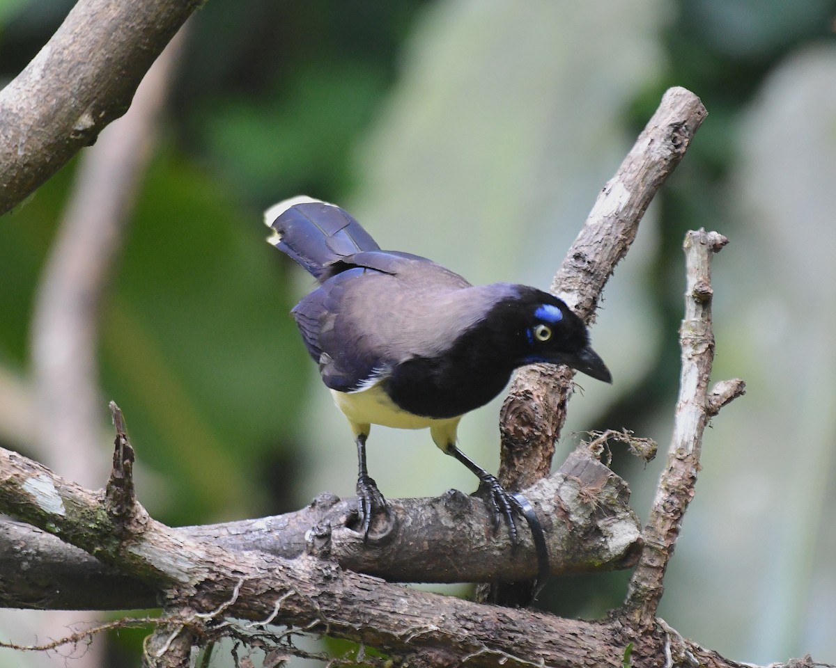 Black-chested Jay - Ted Wolff